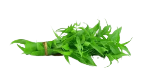 Sambiloto